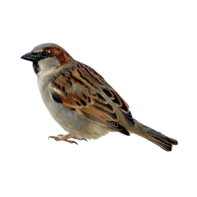 Воробей на белом фоне