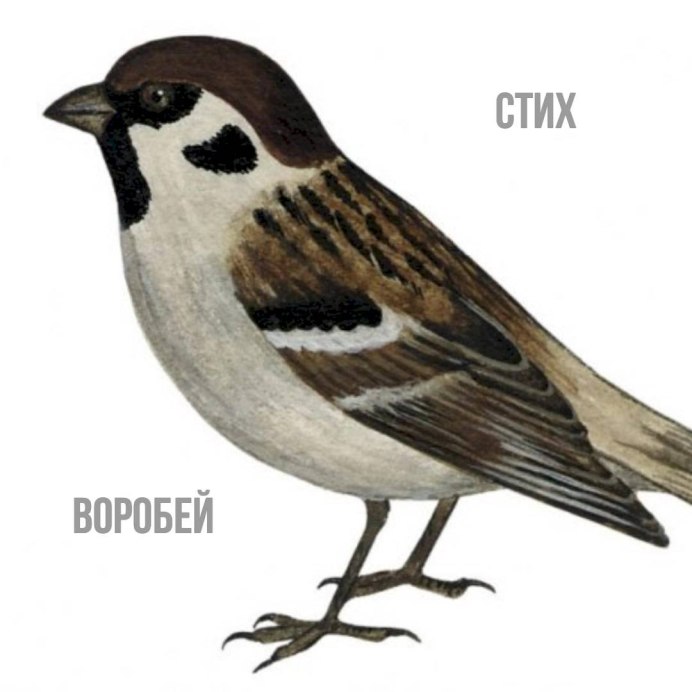 Картинки воробья для срисовки