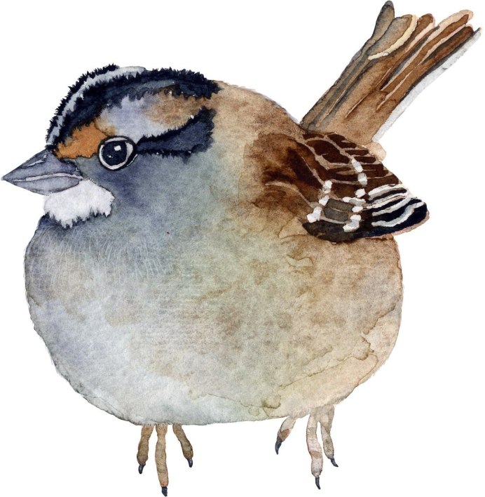 Крылья воробья