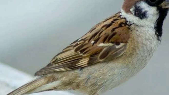 Воробей рисунок