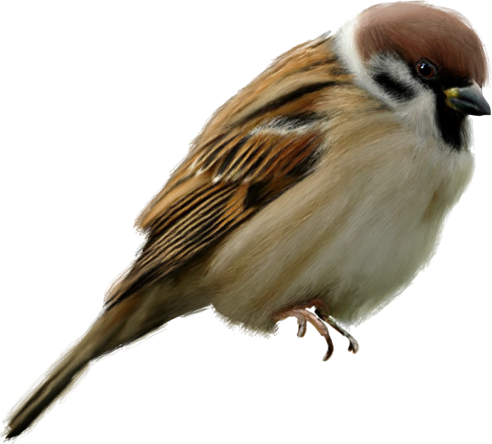 Картина Воробей