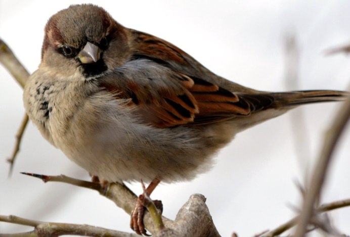 Воробей для детей