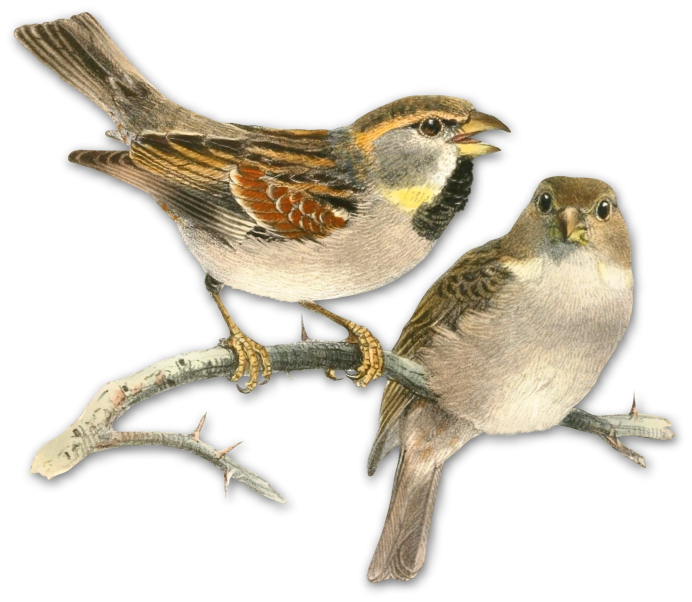 Воробей карточка