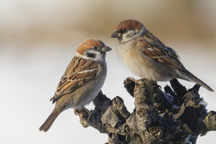 Воробей цветными карандашами