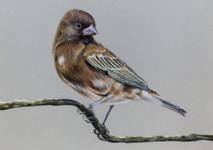 Черный Воробей птица