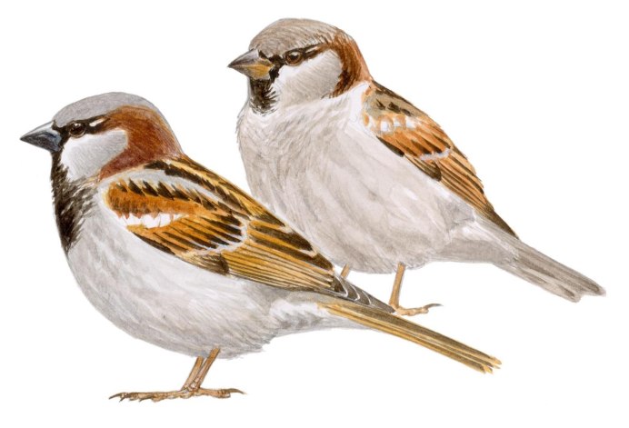 Воробей картинка для детей