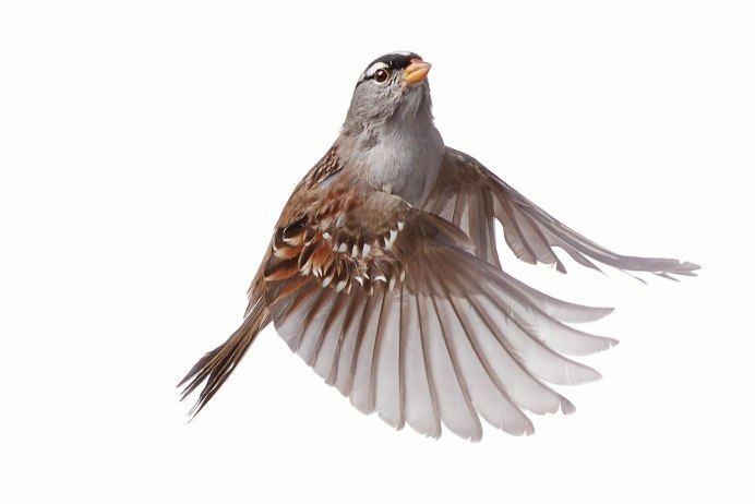 Птица на белом фоне