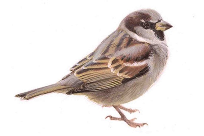 Воробей мультяшный