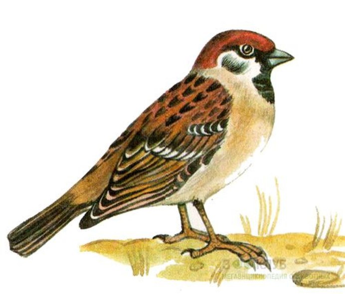 Воробей на белом фоне