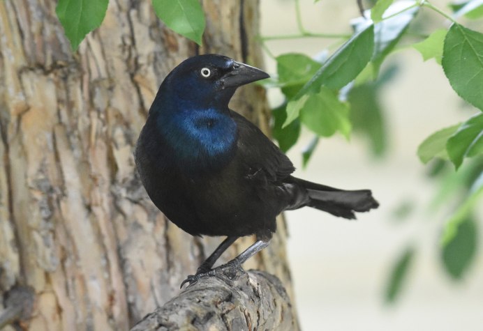 Common Grackle