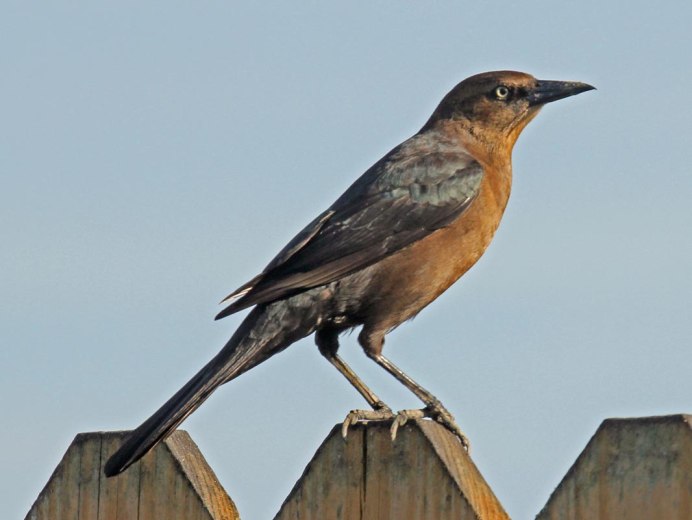 Boattailedgracklep Grackle переводчик