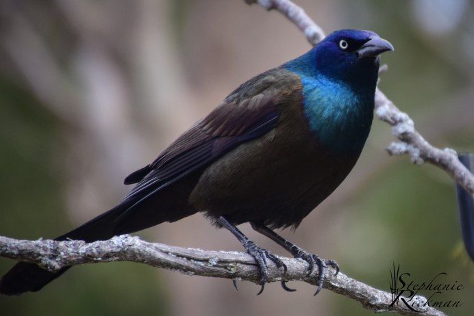 Common Grackle