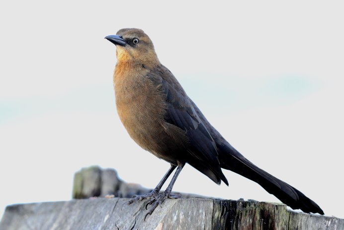 Common Grackle