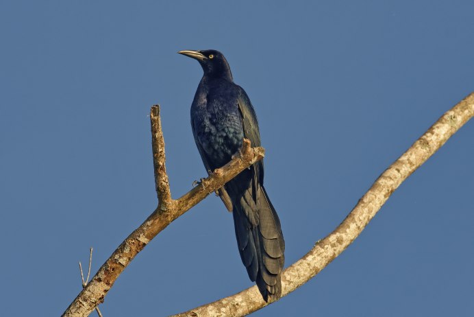 Common Grackle