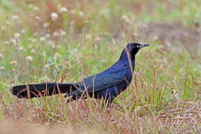 Quiscalus mexicanus