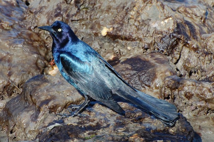 Boat-tailed Grackle