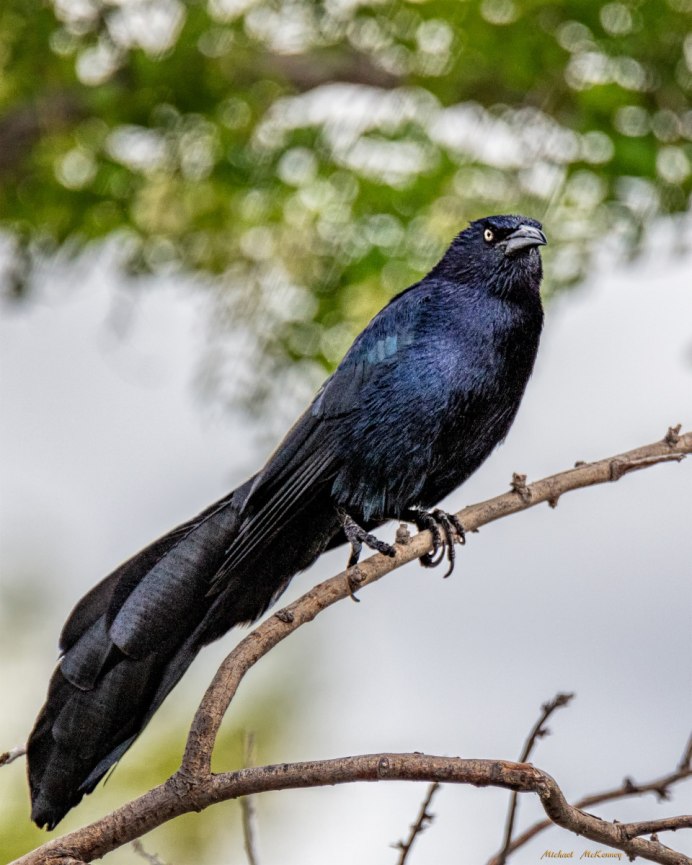 Boat tailed Grackle что за птица