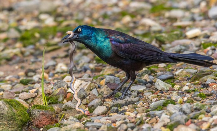 Great-tailed Grackle