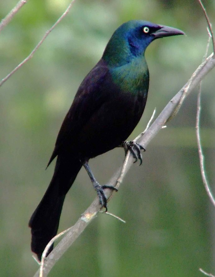 Common Grackle