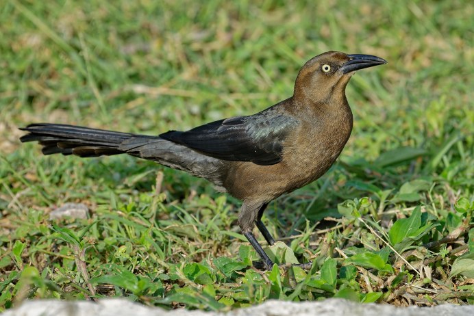 Quiscalus mexicanus