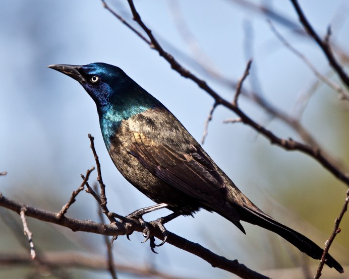 Common Grackle