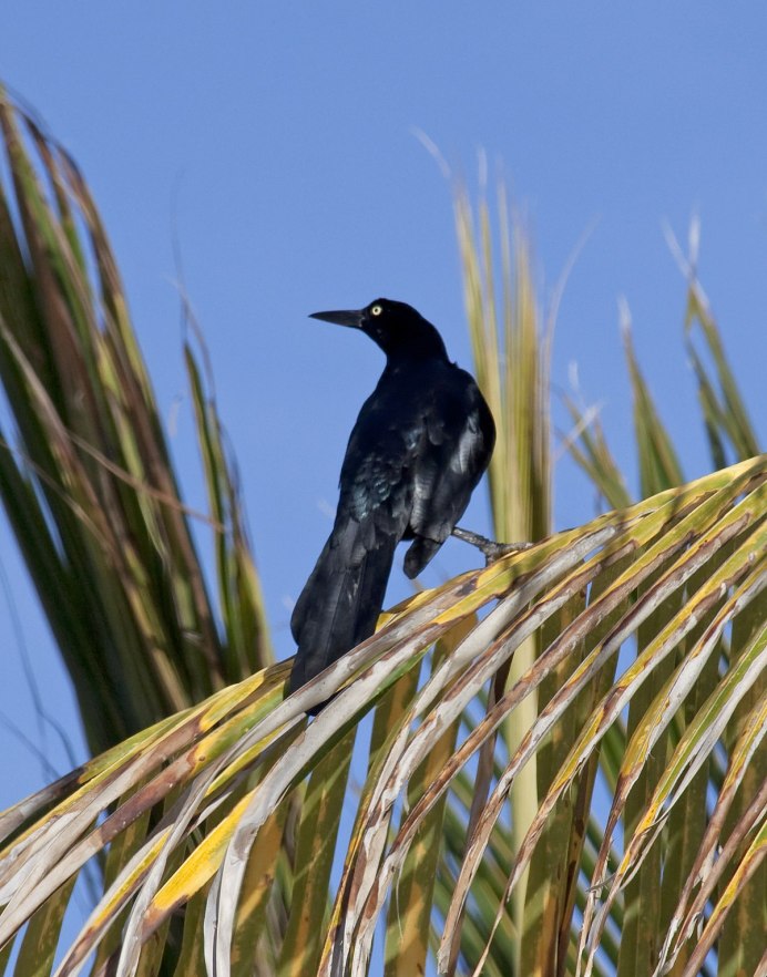 Grackle птица