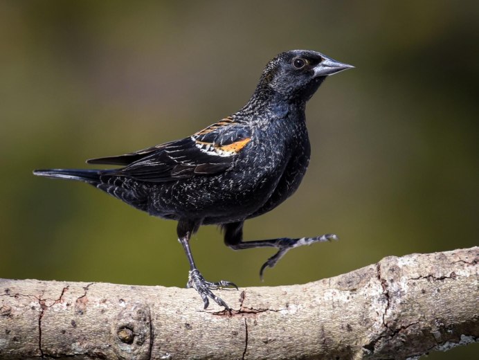 Blackbird female