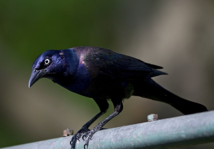 Common Grackle