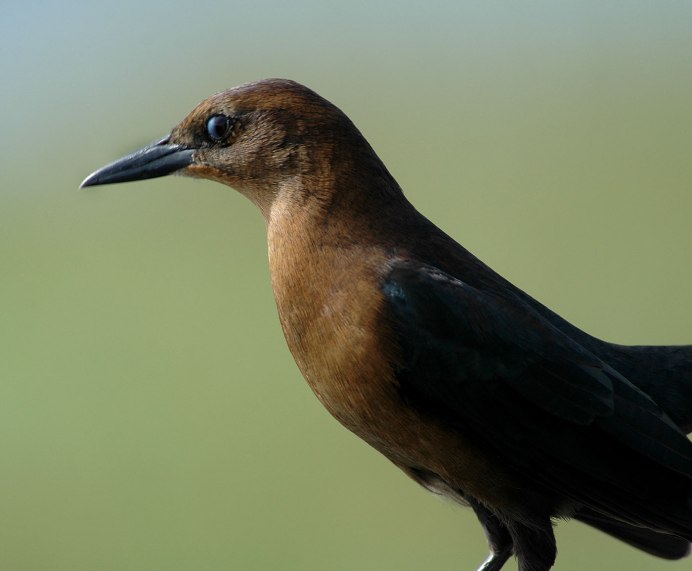 Molothrus bonariensis