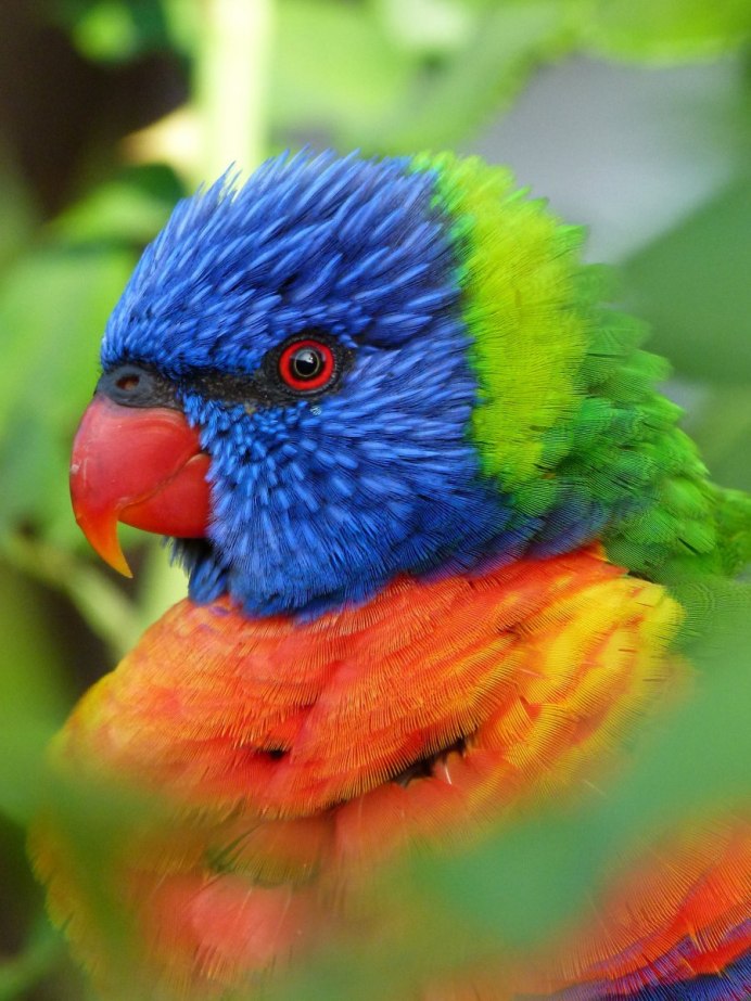 Гульдова амадина