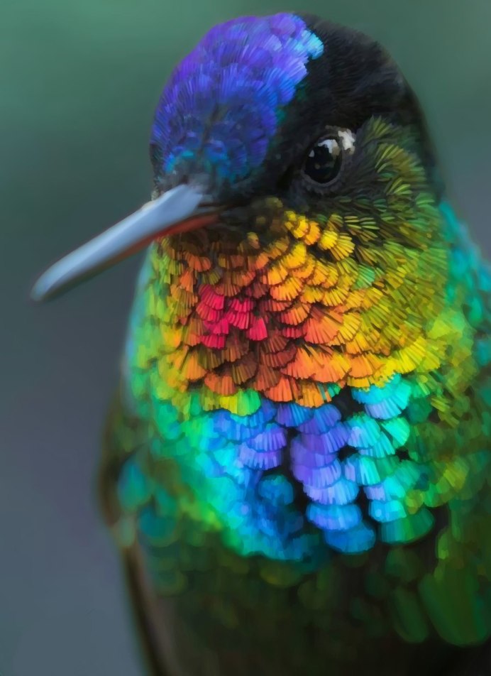 Зелёный овсянковый Кардинал