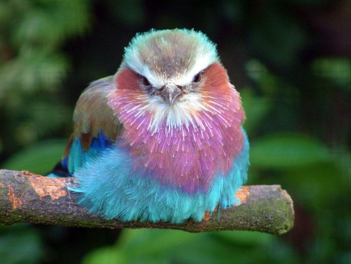 Овсянковый Кардинал