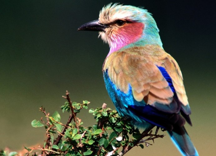 Разноцветные птички