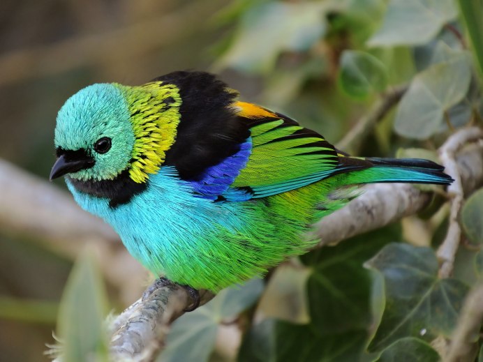 Сиреневогрудая сизоворонка птица