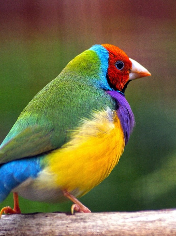 Многоцветные лорикет стая