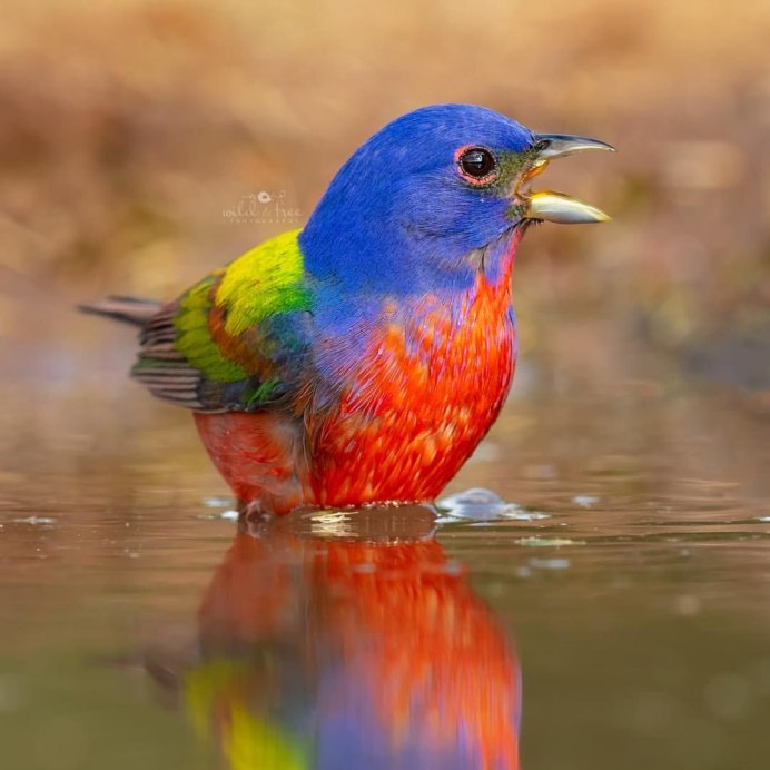 Расписной овсянковый Кардинал самка