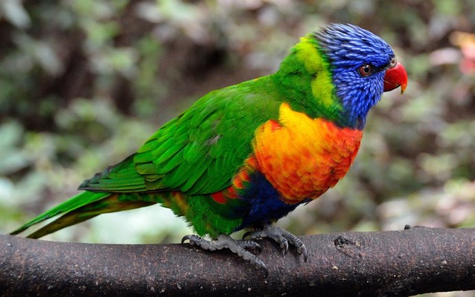 Сиреневогрудая сизоворонка