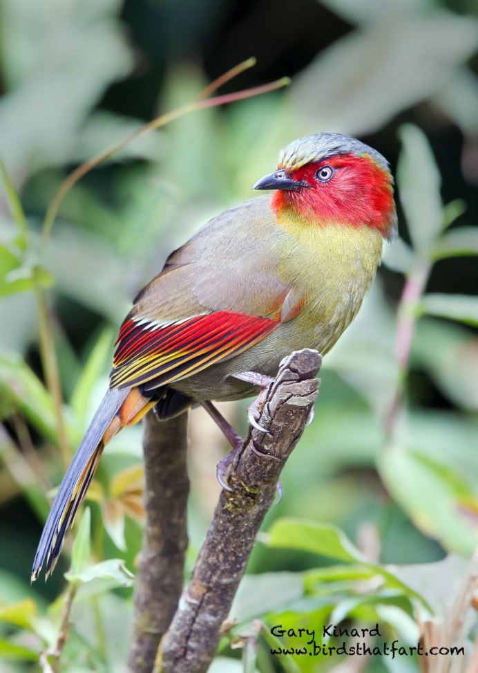 Яркие птицы