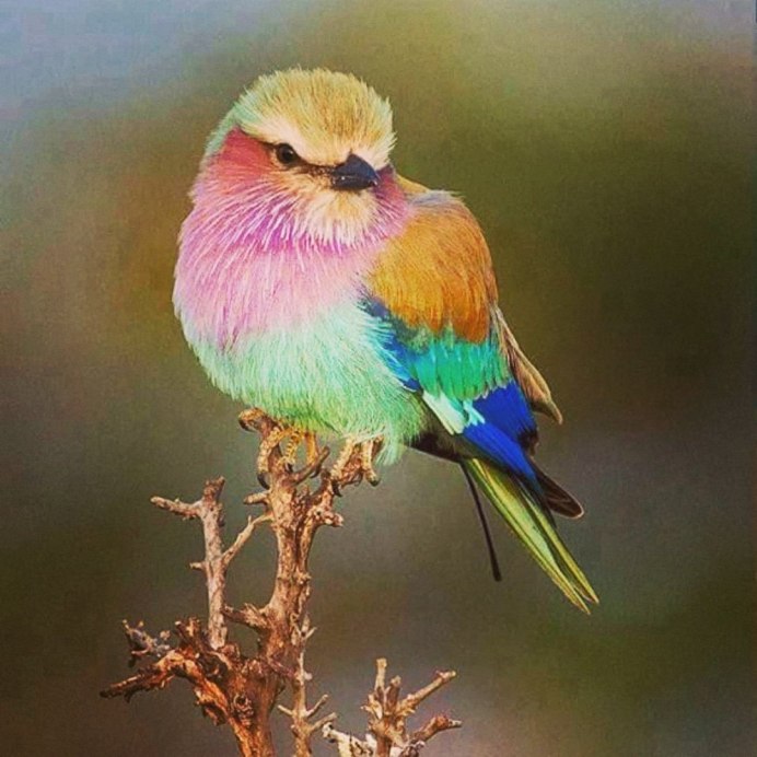 Разноцветная птица Лилак