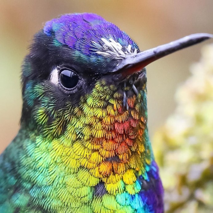 Стенолаз птица