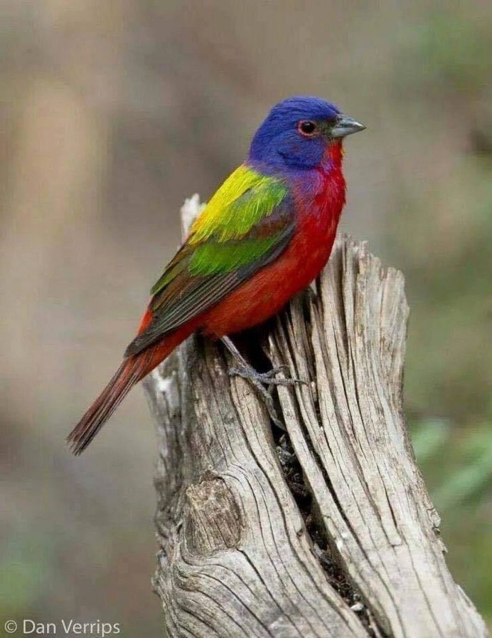 Разноцветные птицы