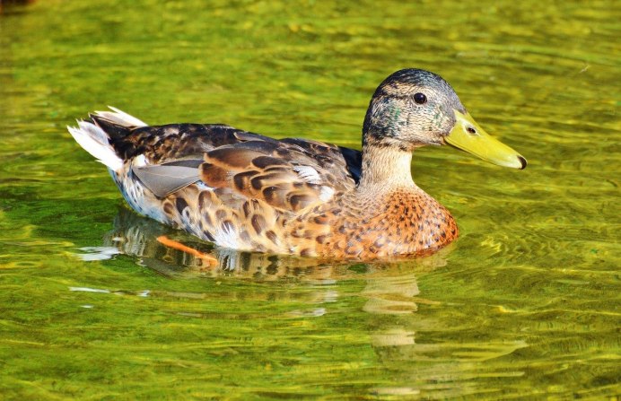 Водоплавающие птицы кряква