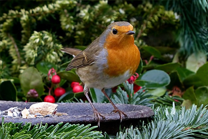 Robin Зарянка