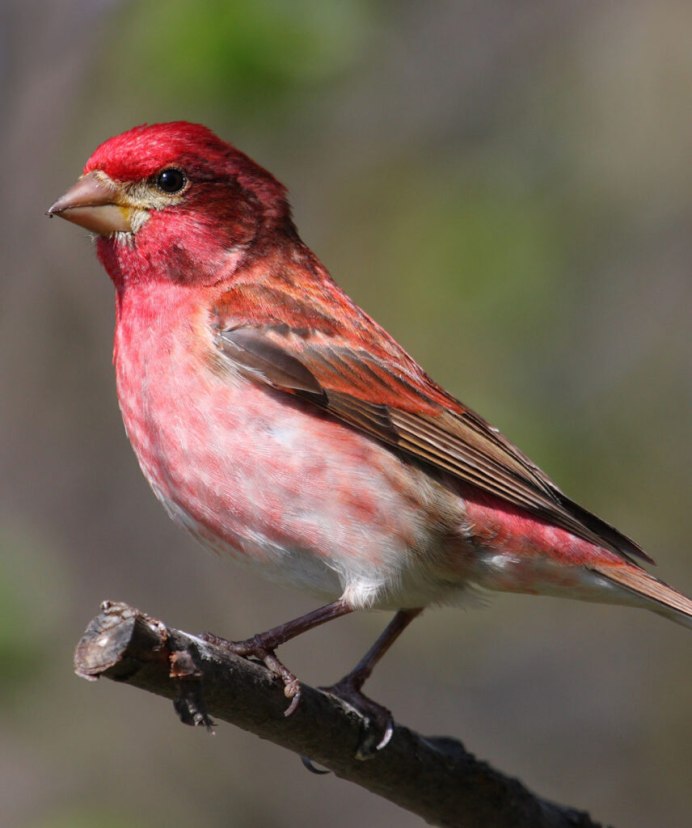 Сибирская чечевица Carpodacus roseus