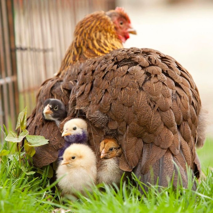 Galliformes птенцы