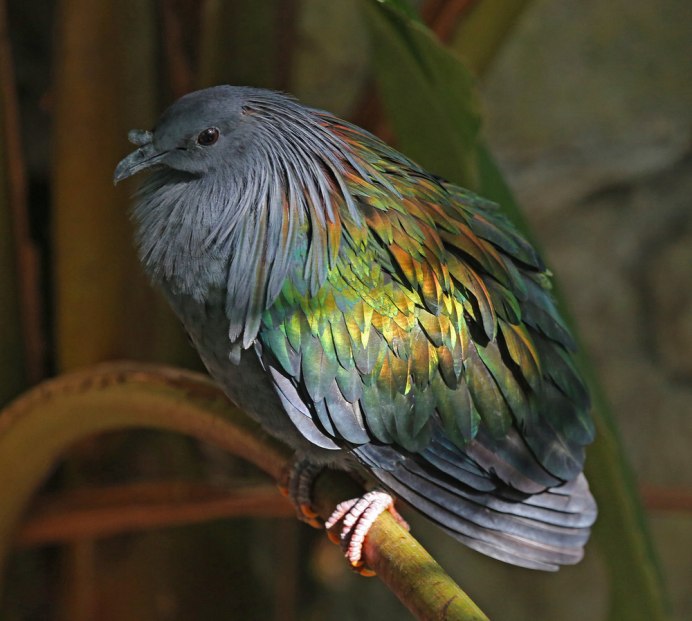 Никобарский голубь (Caloenas nicobarica)