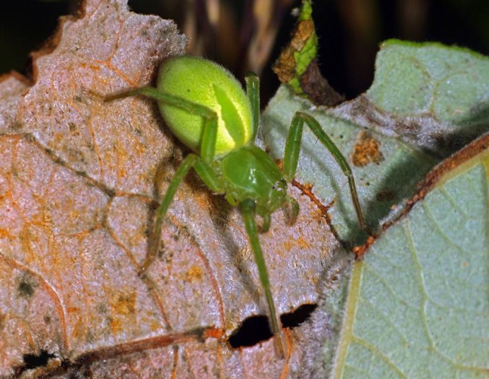 Micrommata virescens (микроммата зеленая