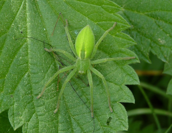 Банановый паук (Micrommata virescens