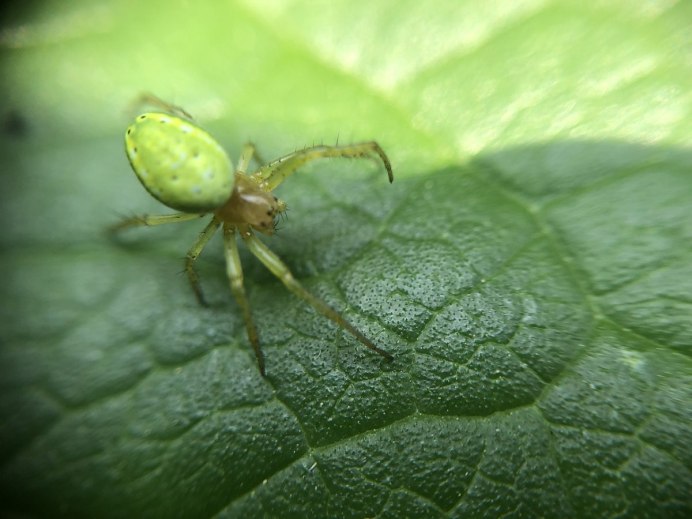 Паук Микромата зеленоватая Micrommata