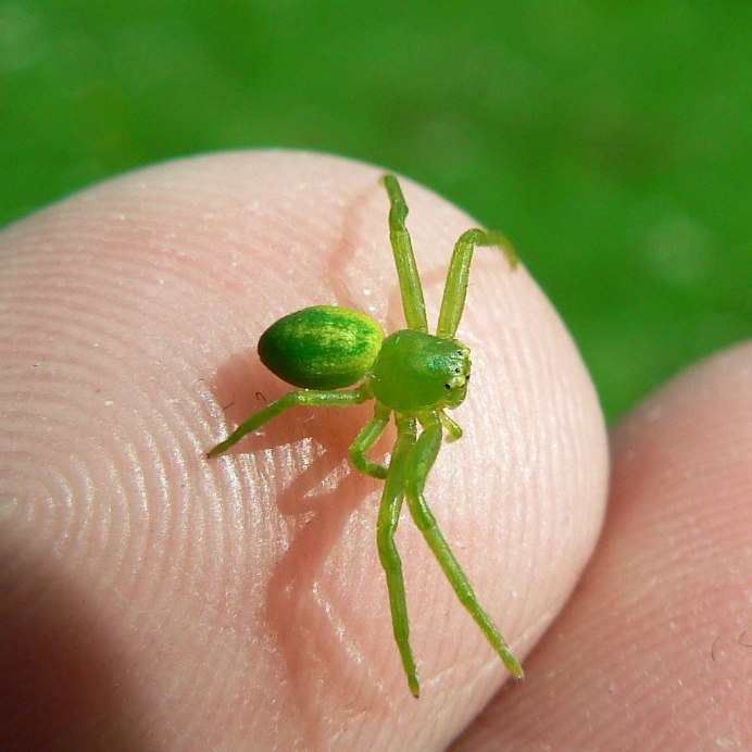 Micrommata virescens